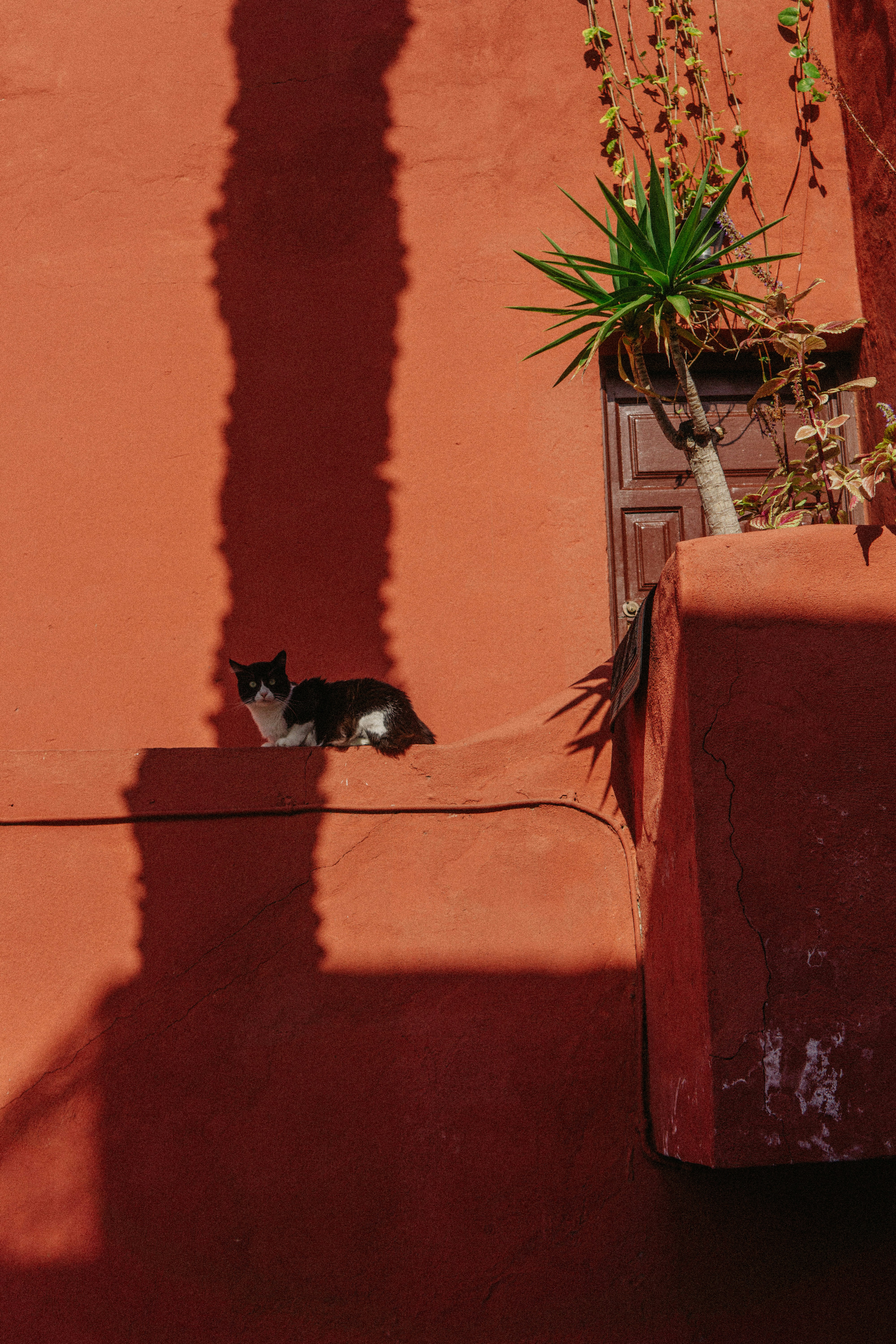 Chat noir et blanc sur un mur à Marrakech, illustration des services pour animaux proposés par Alify.