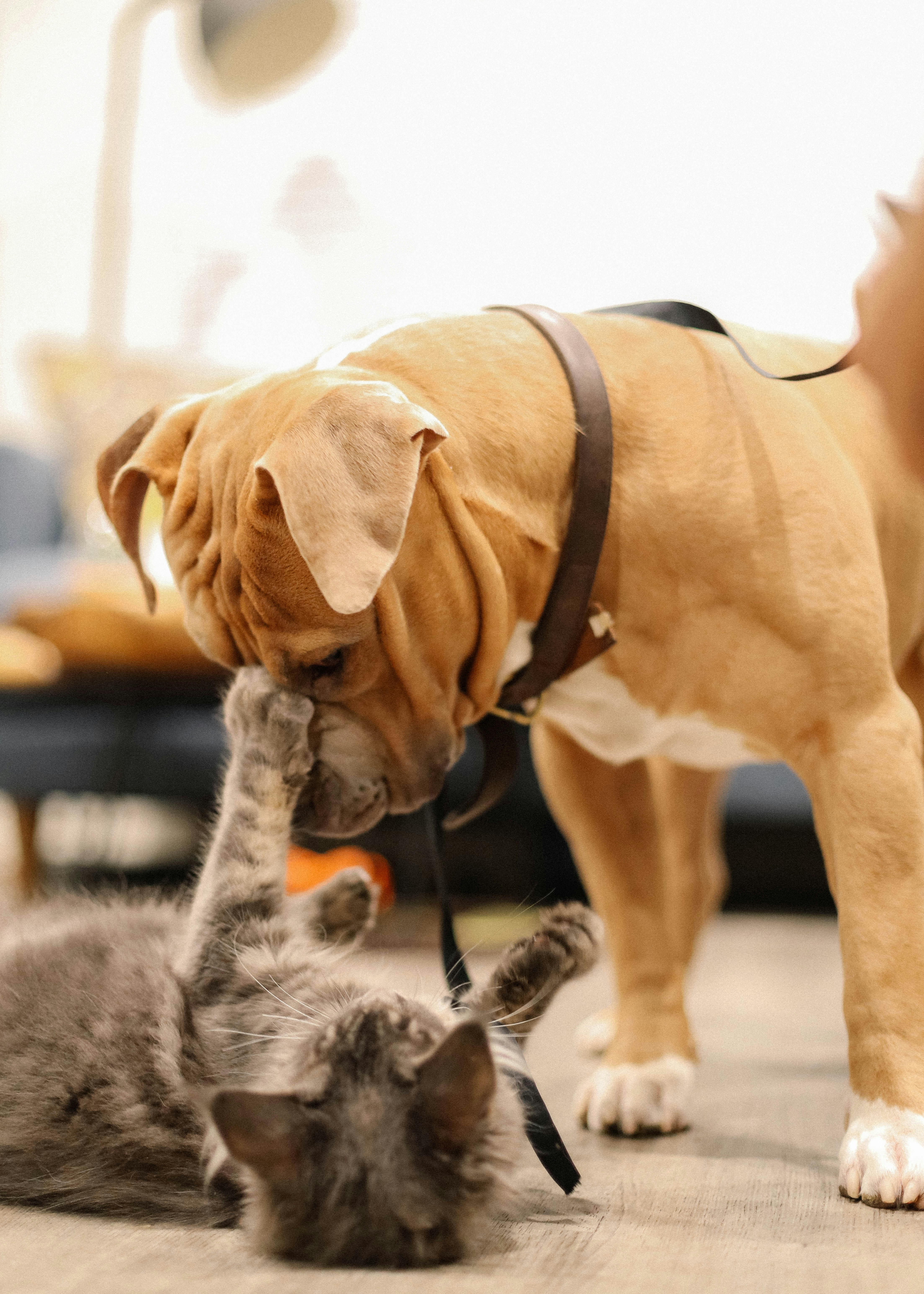 Un chien et un chat jouent ensemble dans une maison, illustration des services de garde d’animaux et pet sitting proposés par Alify au Maroc.